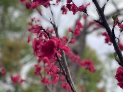 -南汇桃花村