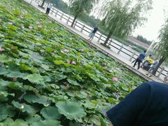 android_upload_pic-红莲湖