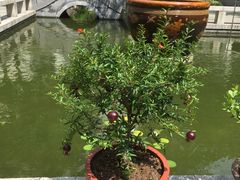 -云中小雅