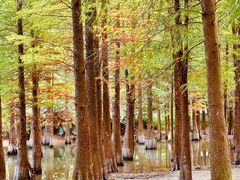 -广州市帽峰山景区
