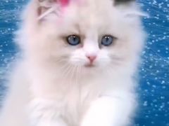 -十年猫舍·猫咪专门店(普陀店)