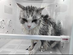 -爱洗澡的猫(望京店)