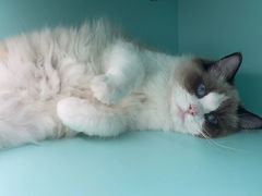 -猫宠乐园·专业洗护