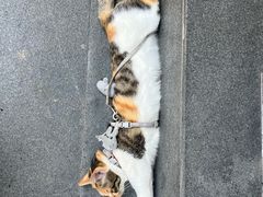 -Again Coffee Roaster(香蜜湖店)