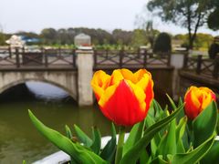 -上海鲜花港