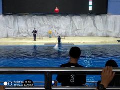 -临沂极地海洋王国