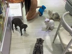 -喵的天空名猫咖啡馆·撸猫·猫舍·用品