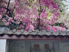 -深圳国际园林花卉博览园