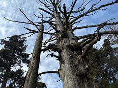 -天目山大树王景区
