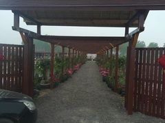 -同銮特种养殖场·龙虾垂钓