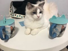 -喵的天空名猫咖啡馆·撸猫·猫舍·用品