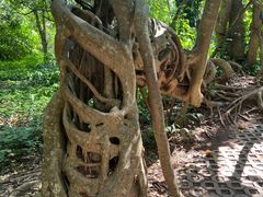 -中国科学院西双版纳热带植物园