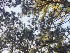 -林海公园