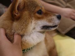 -逗柴咖啡屋·狗咖猫咖宠物桌游