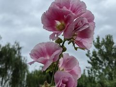 -池杉湖湿地公园