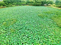 -荷塘月色湿地公园·向阳花洲
