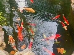 -鲤院·新中式美学·庭院餐厅(夫子庙店)