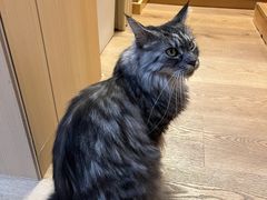 -MOCHA明星猫咖(田子坊店)
