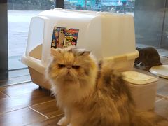-猫大福·Fortune Cat猫舍(百子湾店)