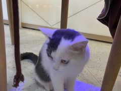 -喵园·猫主题咖啡厅·撸猫·猫咖(国贸店)