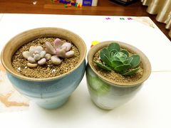 -龙大花卉苗木市场
