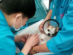 -爱派特动物医院·全科诊疗中心