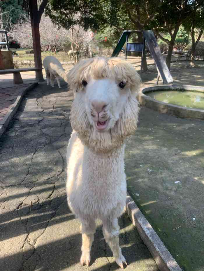 成都鸟语林-"位于塔子山公园里面的鸟语林,每次过去玩娃.