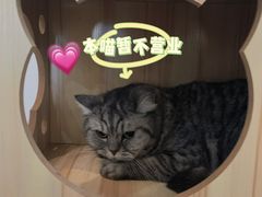 -共舞时光猫咖·狗咖(新街口店)
