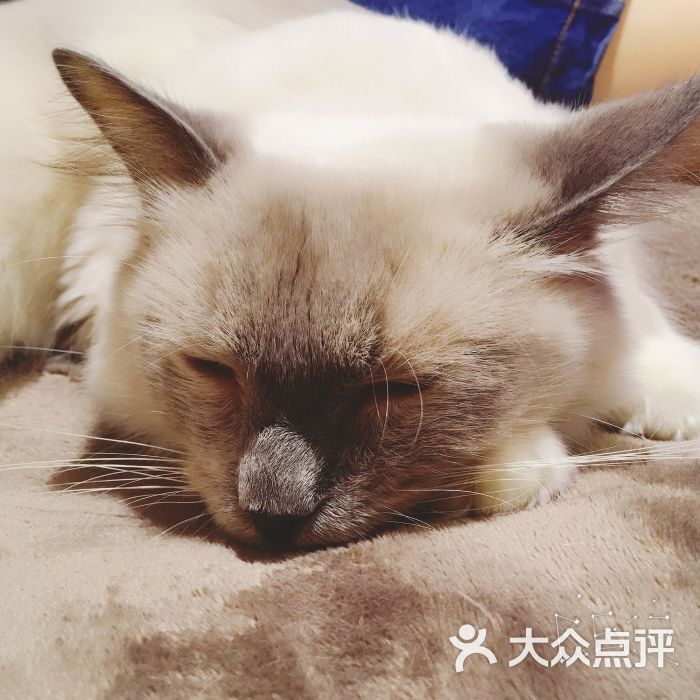 就是这样的喵cat coffee(猫咖啡厅 猫主题)图片 - 第1张