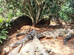 -海南热带野生动植物园