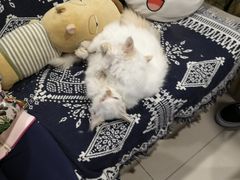 -平行世界·猫咖(首经贸店)