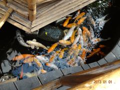 DSC00660-上海大自然野生昆虫馆