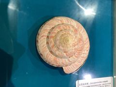 -青岛贝壳博物馆