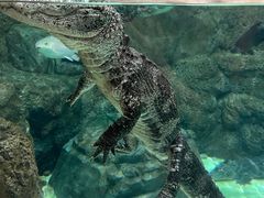 -上海海洋水族馆