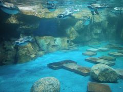 -海合安武汉极地海洋公园