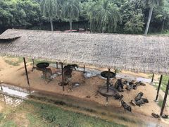 -广州长隆野生动物世界