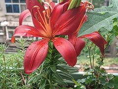 -肥小宝·金牌油焖大虾(襄阳龙虾地标店)