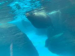 -海合安成都极地海洋公园