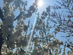 -正宗火盆自助烧烤·烤全羊·柴火鸡(龙泉山店)