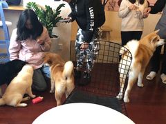 -喜柴咖啡·柴犬狗咖