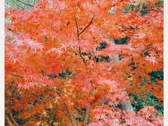 -上海吴淞炮台湾国家湿地公园