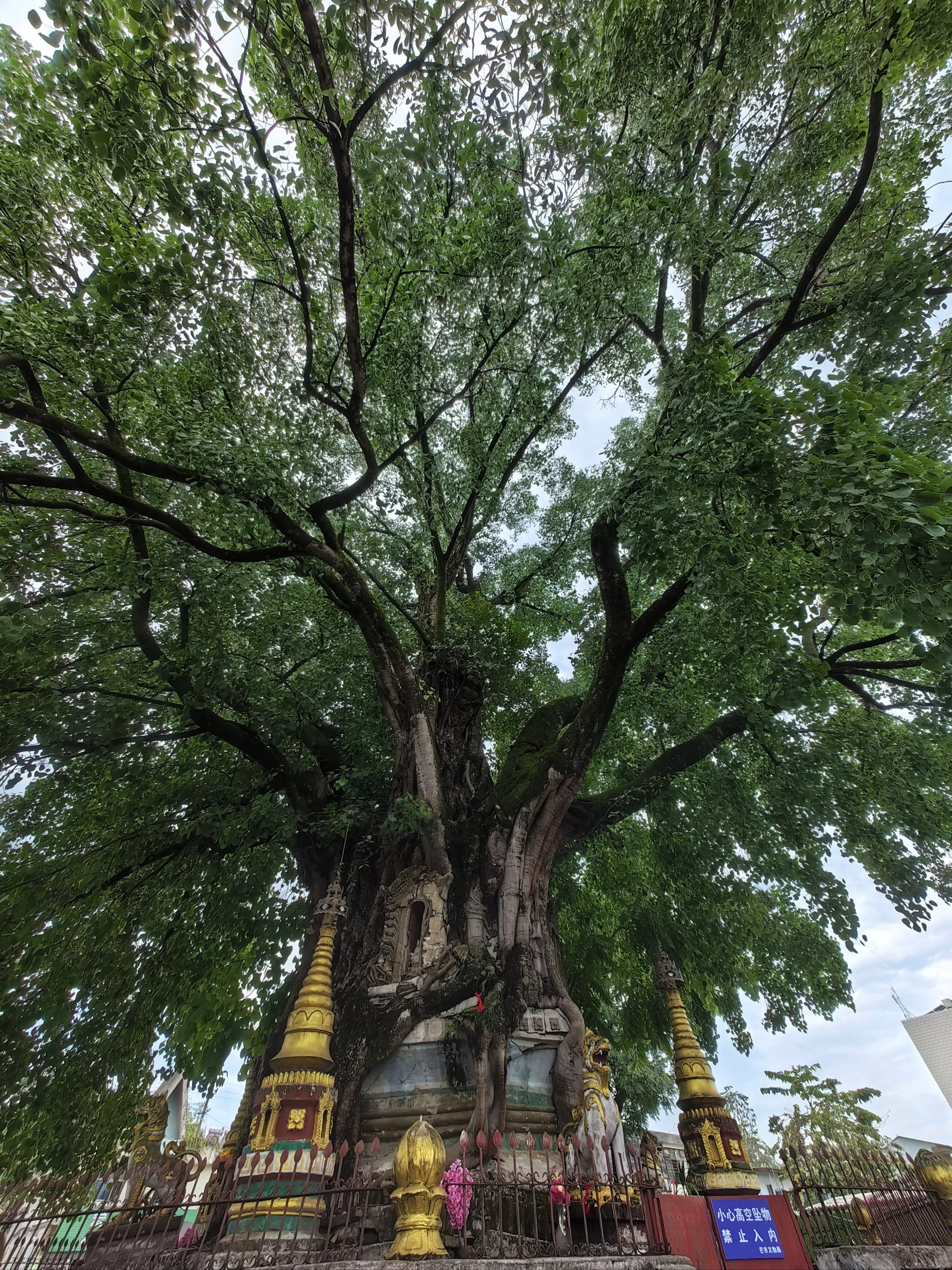 芒市树包塔图片