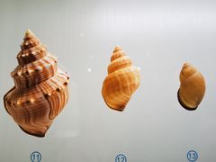 -青岛贝壳博物馆