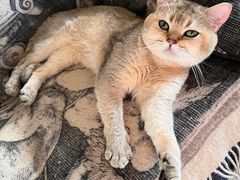 -宠爱国际动物医院·消化内科·心肾内科·ISFM猫友好(望京店)