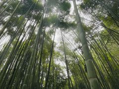 -缙云山景区