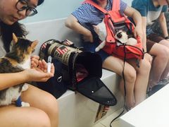 -纳吉亚猫专科动物诊疗中心(蒋宅口分院)