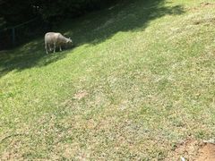 -神户市立六甲山牧场