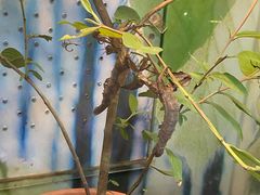 -上海大自然野生昆虫馆(东方明珠·爬宠昆虫探索中心)