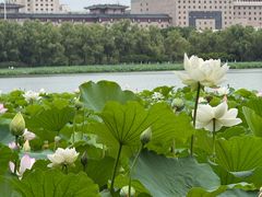 -莲花池公园