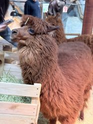 -Zoolung Zoolung动物主题公园(海信广场店)